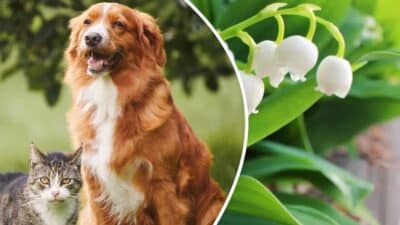 Chiens, chats plantes toxiques