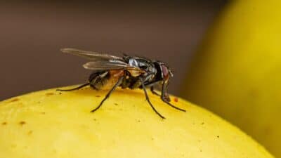 mouche posée sur une pomme