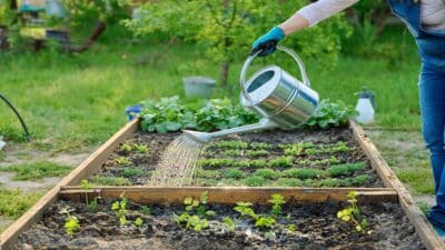 Économiser son eau pour un jardin au top