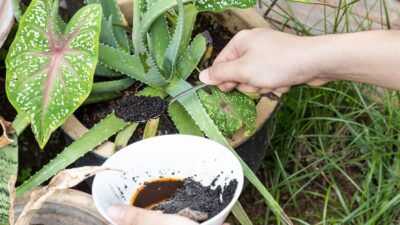 Le marc de café est l'allié de vos plantes