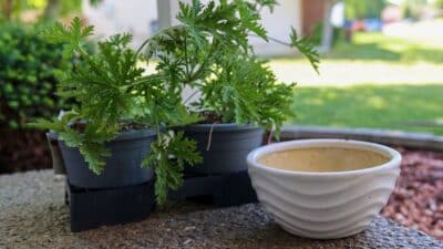 Les plants de citronnelle sont parfaits pour éloigner les moustiques