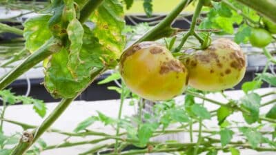 Mildiou fléau de nos potagers