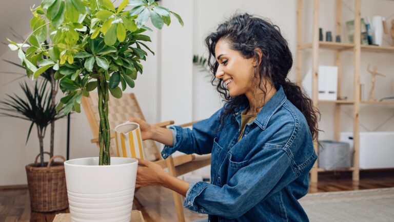 eau de cuisson pour les plantes