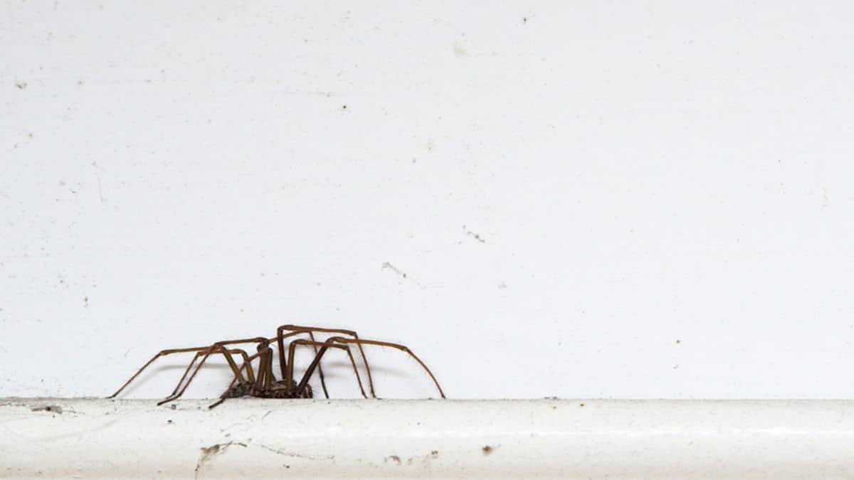 Une araignée sur une plinthe